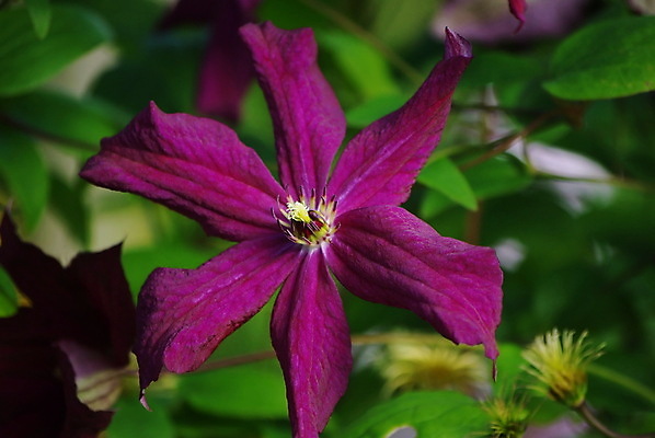 포토 JPG 해외이미지 식물 계절 꽃잎 꽃 줄기 꽃무늬 자연 사람없음 장식 초록색 파란색 뷰티 정원 보라색 봄 성장 신선 개화 우아함 닫기 덩굴 제비꽃 원예 오르기 향기 내추럴 생태학 해외포토 교육 컬러 컨셉 무늬 모션 취미 생태계 냄새 파일형식 이미지허브