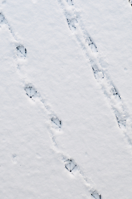 포토 JPG 해외이미지 겨울 자연 조류 오리 사람없음 얼음 인쇄 거위 바둑 대각선 양발 해외포토 자연요소 동물 계절 선 놀이 생태계 파일형식 이미지허브