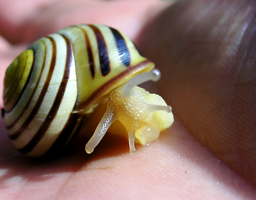 포토 JPG 해외이미지 계절 표면 따뜻함 안테나 손바닥 사람 사람없음 여름 햇빛 태양 맑음 젖음 추위 껍질 오픈 수분 손목 피부 달팽이 생물학 덮기 기어가기 등딱지 숨기 해외포토 자연요소 손 교육 통신 모션 날씨 연체동물 신체부위 파일형식 이미지허브