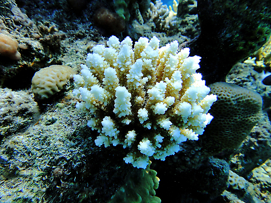 포토 JPG 해외이미지 바다 자연 이집트 사람없음 수중 산호 특별함 해외포토 컨셉 아프리카 자포동물 생태계 파일형식 이미지허브