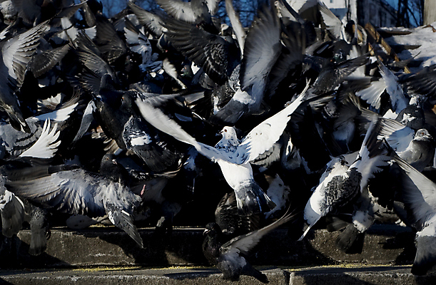 포토 JPG 해외이미지 동물 백그라운드 날개 자연 조류 하늘 풍경 사람없음 공중 파란색 태양 뷰티 평화 계단 검은색 자유 흰색 도시 그룹 군중 심볼 깃털 비둘기 합성 장면 테마 해외포토 자연요소 컬러 컨셉 사람 생태계 파일형식 이미지허브