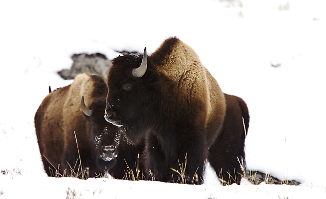 포토 JPG 해외이미지 동물 계절 공원 야생동물 겨울 밭 포유류 자연 털 뿔 사람없음 야외 강 갈색 얼음 미국 추위 흰색 황무지 방목 들소 황소 북쪽 서쪽 전국 해외포토 자연요소 공공시설 컬러 북아메리카 농업 소 축산업 방향 생태계 파일형식 이미지허브