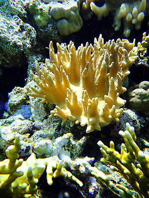 포토 JPG 해외이미지 바다 자연 이집트 사람없음 수중 산호 특별함 해외포토 컨셉 아프리카 자포동물 생태계 파일형식 이미지허브