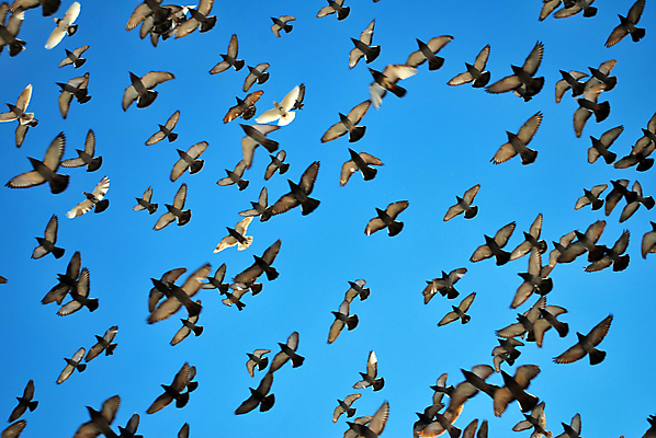 포토 JPG 해외이미지 동물 구름 실루엣 야생동물 자연 조류 하늘 사람없음 파란색 자유 흰색 그룹 비둘기 열정 많음 해외포토 자연요소 감정 컬러 컨셉 촬영기법 생태계 파일형식 이미지허브