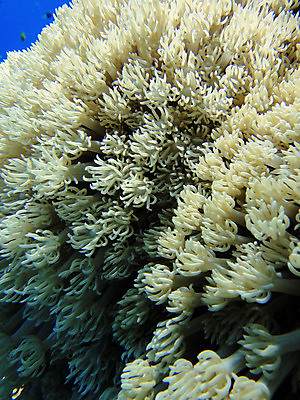 포토 JPG 해외이미지 바다 이집트 사람없음 수중 산호 부드러움 해외포토 아프리카 감각 자포동물 파일형식 이미지허브