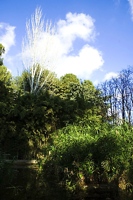 포토 JPG 해외이미지 나무 계절 공원 잎 자연 손바닥 풍경 사람없음 야외 초록색 물 여름 빛 강 햇빛 뷰티 반사 평화 환경 맑음 봄 폭포 흐름 광선 바위 시골 개울 숲 열대우림 내추럴 파피루스 해외포토 자연요소 식물 손 공공시설 컬러 컨셉 날씨 태양 돌_바위 생태계 파일형식 이미지허브