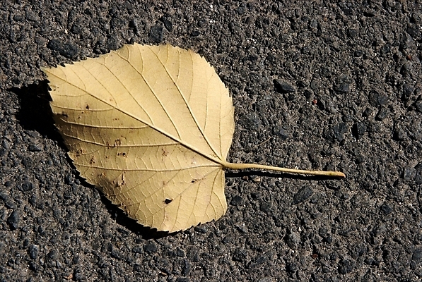 포토 JPG 해외이미지 식물 도로 단풍 잎 부분 자연 표면 사람없음 노란색 죽음 떨어짐 썩음 취급주의 해외포토 길 컬러 컨셉 교통시설 경고 생태계 파일형식 이미지허브