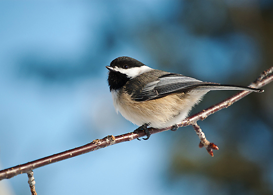 포토 JPG 해외이미지 야생동물 자연 조류 하늘 사람없음 야외 가로 컬러풀 사진촬영 나뭇가지 해외포토 나무 동물 컬러 촬영 생태계 파일형식 이미지허브