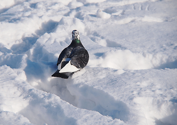 포토 JPG 해외이미지 동물 1 계절 야생동물 겨울 자연 조류 사람없음 야외 햇빛 뷰티 검은색 회색 추위 흰색 깃털 비둘기 서리 단아함 해외포토 컬러 태양 생태계 파일형식 이미지허브