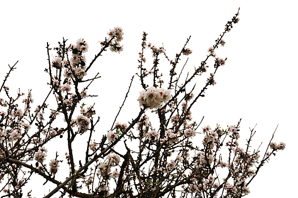 포토 JPG 해외이미지 나무 식물 계절 꽃잎 꽃 분홍색 백그라운드 잎 꽃무늬 자연 새로움 사람없음 야외 초록색 뷰티 봄 낭만 성장 벚꽃 흰색 나뭇가지 개화 묘사 꽃가루 아몬드 내추럴 고립 꽃수술 해외포토 컬러 컨셉 무늬 견과류 가루 생태계 파일형식 이미지허브