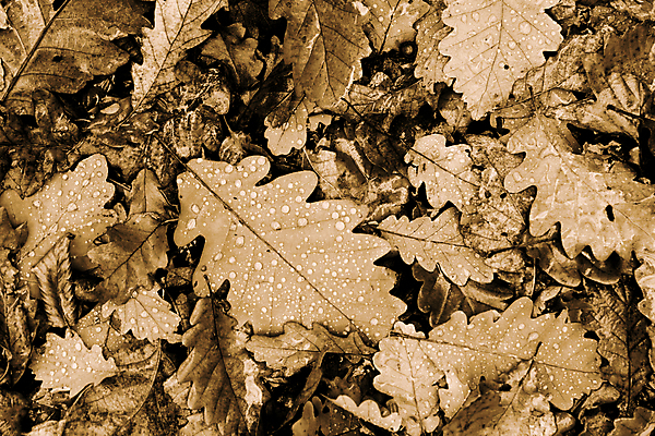 포토 JPG 해외이미지 나무 식물 계절 백그라운드 단풍 잎 자연 사람없음 야외 물 쌓기 환경 젖음 슬픔 물방울 닫기 떨어짐 숲 빗방울 묘사 유기농 질감 흙더미 내추럴 창백 땅바닥 우울감 우울증 많음 해외포토 자연요소 웰빙 감정 컨셉 모션 바닥 흙 비_날씨 질병 생태계 파일형식 더미 이미지허브