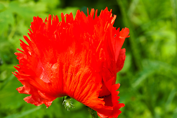 포토 JPG 해외이미지 식물 꽃 사람없음 야외 가로 빨간색 초록색 벚꽃 양귀비 해외포토 컬러 파일형식 이미지허브