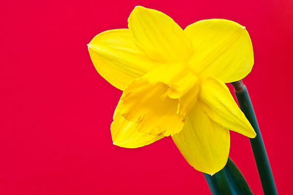 포토 JPG 해외이미지 꽃 한송이 근접촬영 사람없음 수선화 해외포토 식물 1 뷰포인트 송이 파일형식 이미지허브