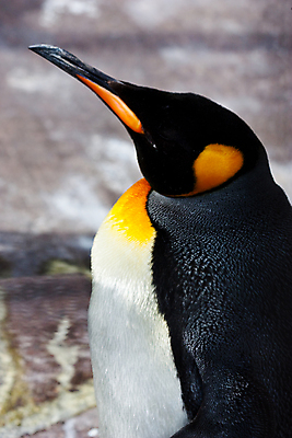 포토 JPG 해외이미지 동물 야생동물 바다 아프리카 자연 조류 동물원 사람없음 검은색 추위 보호 왕 남극 펭귄 부리 이국적 해외포토 나라 컬러 컨셉 극지방 생태계 파일형식 이미지허브