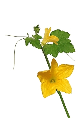 포토 JPG 해외이미지 식물 계절 꽃 음식 줄기 백그라운드 잎 꽃무늬 농업 오렌지 전구 자연 호박 휴가 사람없음 장식 빨간색 초록색 컬러풀 노란색 침묵 할로윈 수확 흰색 신선 수증기 11월 배열 유기농 날것 추수감사절 스쿼시 내추럴 고립 식용 해외포토 웰빙 산업 기독교 스포츠 컬러 무늬 채소 과일 구기 소리 날짜 생태계 파일형식 이미지허브