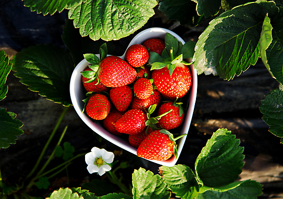 포토 JPG 해외이미지 그릇 잎 자연 딸기 사람없음 하이앵글 하트 신선 해외포토 모양 식물 식기 뷰포인트 과일 생태계 파일형식 이미지허브