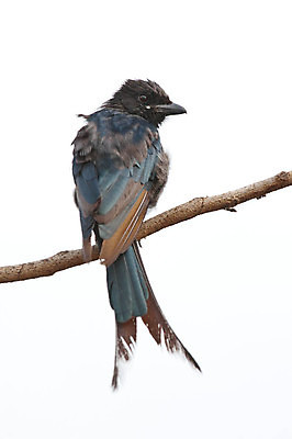 포토 JPG 해외이미지 동물 여자 남자 야생동물 겨울 패턴 날개 청소년 자연 조류 아침 앉기 성인 사람없음 빨간색 초록색 여름 컬러풀 일출 환경 검은색 다양 관찰 보호 손목시계 에코 부리 붓꽃 보호구역 생태학 평야 해외포토 주간 계절 교육 꽃 시계 컬러 다수 컨셉 무늬 장신구 모션 사람 노을 생태계 구역 파일형식 이미지허브