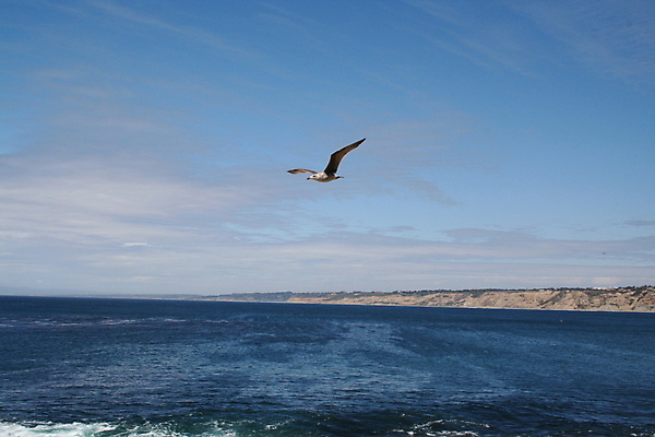 포토 JPG 해외이미지 야생동물 바다 자연 갈매기 조류 하늘 사람없음 파란색 흰색 해외포토 동물 컬러 생태계 파일형식 이미지허브