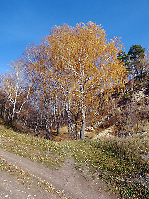 포토 JPG 해외이미지 나무 자연 하늘 사람없음 빨간색 노란색 숲 해외포토 식물 컬러 생태계 파일형식 이미지허브