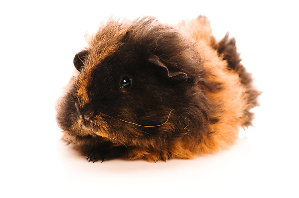 포토 JPG 해외이미지 한마리 사람없음 검은색 기니피그 해외포토 1 컬러 포유류 파일형식 이미지허브