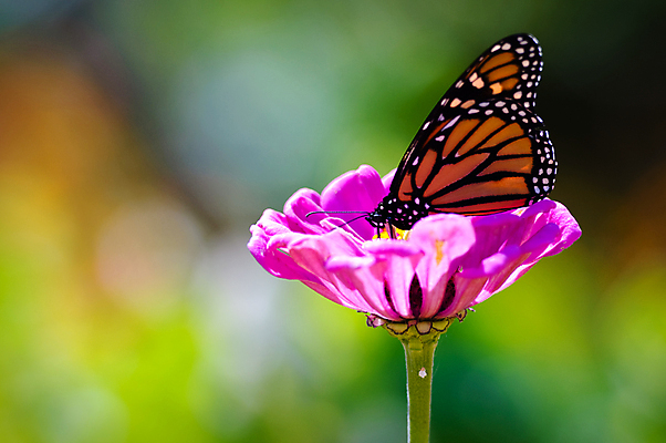 포토 JPG 해외이미지 동물 꽃 야생동물 나비 곤충 자연 사람없음 야외 세로 초록색 컬러풀 뷰티 닫기 생물학 녹색배경 카피스페이스 해외포토 식물 교육 컬러 백그라운드 모션 공백 생태계 파일형식 이미지허브
