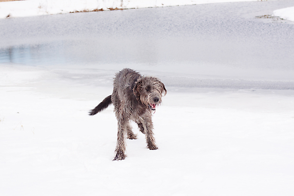 포토 JPG 해외이미지 동물 1 겨울 밭 서기 사람없음 가로 물 반려동물 강 검은색 산책 회색 흰색 개 숲 사냥개 육식동물 아일랜드 흐림 동물상 유래 해외포토 자연요소 계절 유럽 컬러 농업 포유류 모션 날씨 휴식 조형물 파일형식 이미지허브