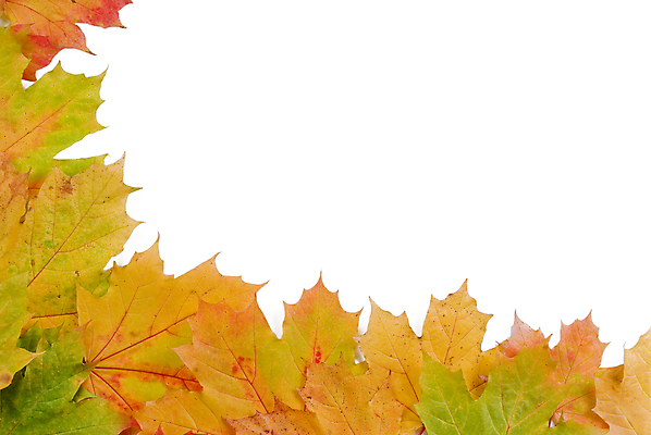 포토 JPG 해외이미지 나무 식물 계절 백그라운드 단풍 잎 오렌지 자연 휴가 프레임 사람없음 빨간색 컬러풀 노란색 11월 추수감사절 10월 국경 해외포토 기독교 컬러 과일 날짜 생태계 파일형식 이미지허브