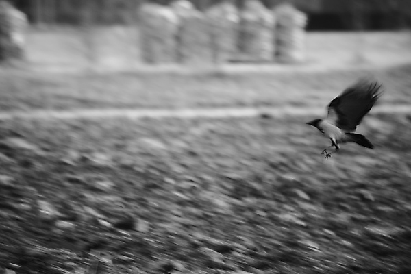 포토 JPG 해외이미지 이동 조류 흑백 사람없음 까마귀 해외포토 동물 컨셉 촬영기법 파일형식 이미지허브