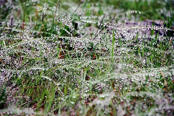 포토 JPG 해외이미지 식물 백그라운드 자연 아침 추상 잔디 사람없음 초록색 물 빛 반사 환경 봄 물방울 신선 닫기 떨어짐 보호 이슬 유기농 분무기 밀짚 내추럴 민물 해외포토 주간 자연요소 웰빙 계절 컬러 컨셉 무늬 모션 짚 생태계 파일형식 이미지허브