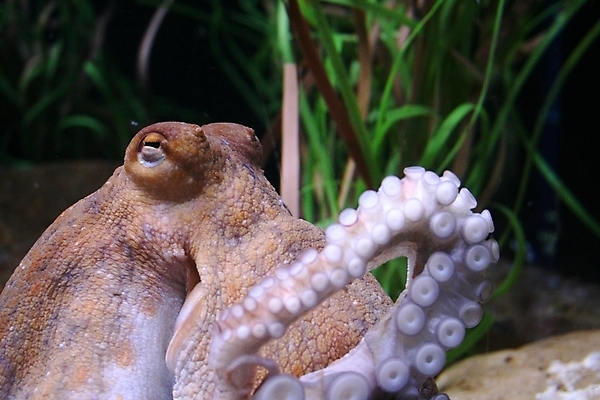 포토 JPG 해외이미지 바다 자연 천사 종류 어류 사람없음 물 컬러풀 수중 수영 줄무늬 황금 산호 탱크 암초 수족관 이국적 해외포토 자연요소 컬러 무늬 수중동물 수상스포츠 자포동물 생태계 파일형식 이미지허브