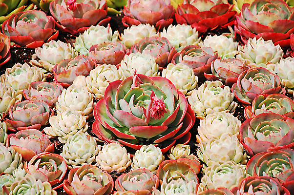 포토 JPG 해외이미지 식물 꽃잎 분홍색 잎 꽃무늬 자연 디저트 선인장 사람없음 컬러풀 정원 봄 개화 해외포토 계절 꽃 음식 컬러 무늬 생태계 파일형식 이미지허브