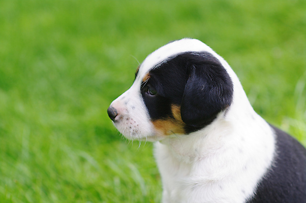포토 JPG 해외이미지 동물 응시 꽃 새끼 이동 밭 포유류 자연 놀이 휴식 털 피곤 초원 사람없음 야외 여름 반려동물 태양 노란색 정원 봄 산책 표현 잠 개 강아지 보호 민들레 호기심 데이지 향기 리빙 기르기 해외포토 자연요소 식물 시선 계절 감정 컬러 컨셉 농업 생태계 냄새 돌봄 파일형식 이미지허브