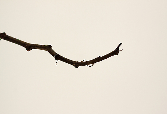 포토 JPG 해외이미지 나무 잎 겨울 자연 하늘 사람없음 물 추위 흰색 나뭇가지 액체 떨어짐 해외포토 자연요소 식물 계절 컬러 컨셉 생태계 파일형식 이미지허브