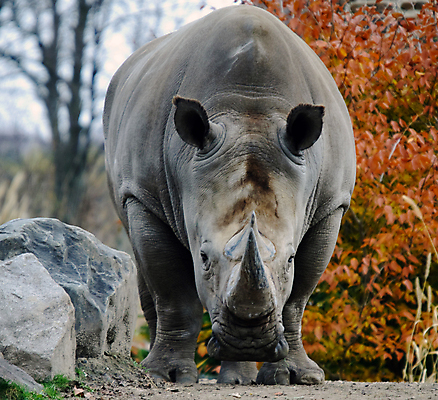 포토 JPG 해외이미지 응시 야생동물 포유류 아프리카 뿔 사람없음 갈색 주름 위험 큼 피부 코뿔소 갑옷 동물상 요금 해외포토 동물 시선 나라 컬러 컨셉 신체부위 조형물 보호장비 크기 파일형식 이미지허브
