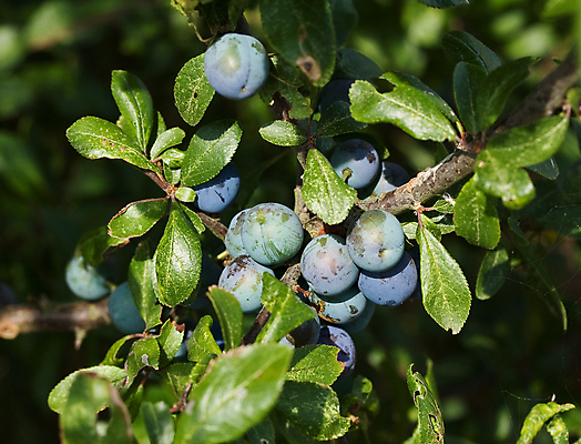 포토 JPG 해외이미지 나무 열매 자연 잉글랜드 사람없음 여름 와인 시골 잼 관목 젤리 토닉 해외포토 식물 계절 디저트 영국 주류 소스_음식 생태계 파일형식 이미지허브