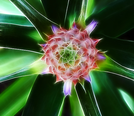 포토 JPG 해외이미지 모양 디자인 꽃잎 꽃 백그라운드 꽃무늬 패턴 농업 자연 추상 미술 사람없음 그래픽 빨간색 초록색 3D 검은색 페인트 벚꽃 파인애플 그림 질감 인공 쓰다듬기 해외포토 식물 산업 컬러 무늬 과일 모션 문화예술 디지털합성 열대과일 생태계 파일형식 이미지허브