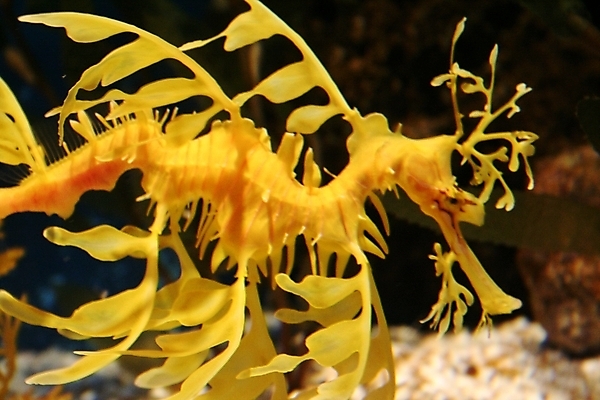 포토 JPG 해외이미지 바다 자연 천사 종류 어류 사람없음 물 컬러풀 수중 수영 줄무늬 황금 산호 탱크 암초 수족관 이국적 해외포토 자연요소 컬러 무늬 수중동물 수상스포츠 자포동물 생태계 파일형식 이미지허브