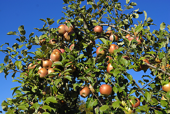 포토 JPG 해외이미지 주간 과일 하늘 사람없음 야외 사과 사과나무 해외포토 자연요소 나무 파일형식 이미지허브