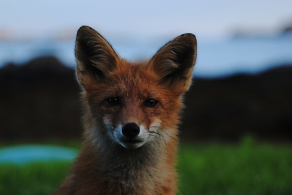 포토 JPG 해외이미지 주간 한마리 응시 야생동물 사람없음 야외 아웃포커스 여우 해외포토 자연요소 동물 1 시선 포유류 촬영기법 파일형식 이미지허브