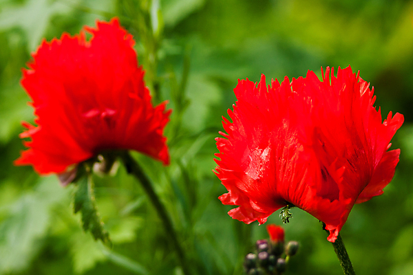 포토 JPG 해외이미지 식물 꽃 사람없음 야외 가로 빨간색 초록색 벚꽃 양귀비 해외포토 컬러 파일형식 이미지허브