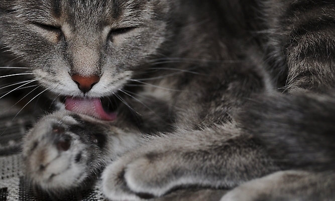 포토 JPG 해외이미지 분홍색 수염 사람없음 소파 갈색 고양이 줄무늬 회색 코트 흰색 핥기 빨래 혀 코 솜털 주둥이 패드 양발 총구 그루밍 해외포토 컬러 가사 무늬 의자 포유류 모션 신체부위 반려동물 외투 입 파일형식 이미지허브