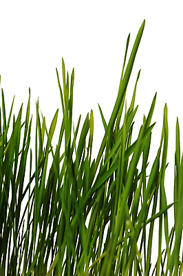 포토 JPG 해외이미지 식물 계절 백그라운드 밭 자연 바닥 건강 잔디 사람없음 야외 장식 초록색 빛 컬러풀 농장 평화 우주 정원 화목 봄 활발 성장 흰색 신선 묘사 질감 내추럴 고립 생태학 혼란 국경 해외포토 교육 컬러 컨셉 농업 생태계 파일형식 이미지허브