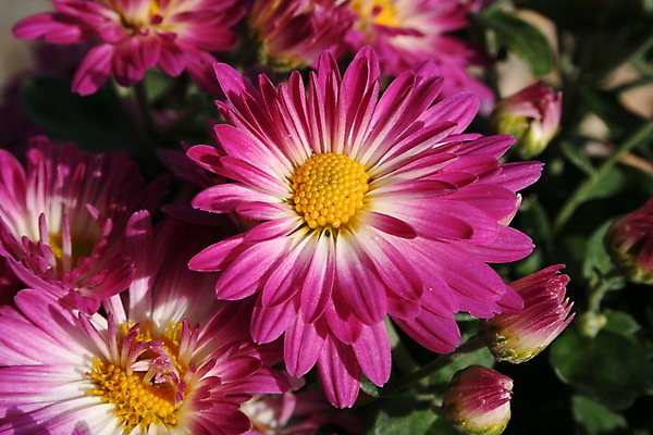 포토 JPG 해외이미지 식물 꽃잎 꽃 꽃무늬 자연 사람없음 노란색 보라색 해외포토 컬러 무늬 생태계 파일형식 이미지허브