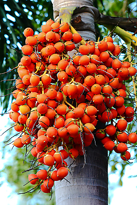 포토 JPG 해외이미지 나무 식물 계절 아시아 음식 오렌지 과일 태국 자연 손바닥 씨앗 동양인 사람없음 야외 빨간색 초록색 견과류 성장 신선 인도인 다발 묘사 베트남 인도네시아 내추럴 숙성 해외포토 외국인 손 나라 컬러 인종 동남아시아 생태계 파일형식 이미지허브