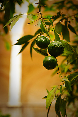 포토 JPG 해외이미지 나무 식물 유럽 음식 잎 농업 오렌지 과일 자연 귤 사람없음 초록색 성장 나뭇가지 기둥 스페인 내추럴 떠남 스페인어 안달루시아 해외포토 건축 나라 산업 컬러 모션 생태계 파일형식 이미지허브