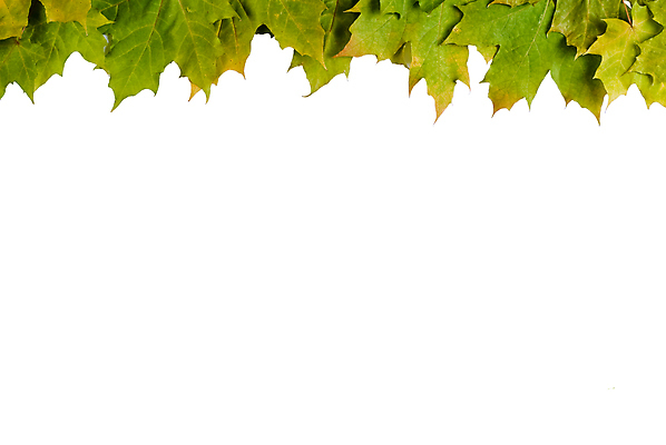 포토 JPG 해외이미지 나무 식물 계절 백그라운드 단풍 잎 오렌지 자연 휴가 프레임 사람없음 빨간색 컬러풀 노란색 11월 추수감사절 10월 국경 해외포토 기독교 컬러 과일 날짜 생태계 파일형식 이미지허브