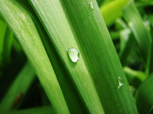 포토 JPG 해외이미지 줄기 자연 사람없음 목재 초록색 물 떨어짐 허브 질감 시트 해외포토 자연요소 나무 식물 컬러 컨셉 재료 생태계 파일형식 이미지허브