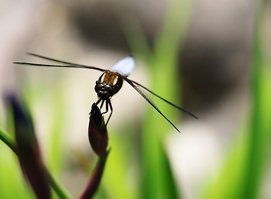 포토 JPG 해외이미지 곤충 날개 사람없음 초록색 회색 잠자리 리빙 내추럴 해외포토 동물 컬러 파일형식 이미지허브
