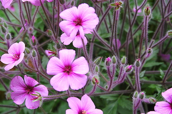 포토 JPG 해외이미지 식물 꽃 사람없음 빨간색 새싹 정원 보라색 해외포토 컬러 파일형식 이미지허브