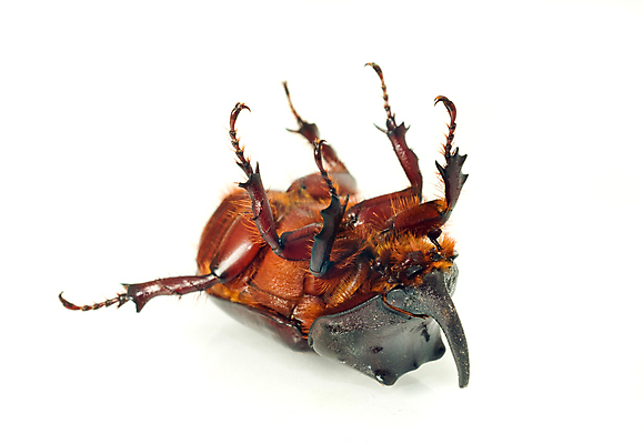 포토 JPG 해외이미지 1 야생동물 곤충 자연 뿔 사람없음 옆모습 갈색 견본 검은색 어둠 껍질 흰색 해충 벌레 큼 딱정벌레 싱글 코뿔소 내추럴 기어가기 고립 몬스터 양발 유니콘 특별함 해외포토 동물 뷰포인트 컬러 컨셉 포유류 모션 크기 생태계 파일형식 이미지허브